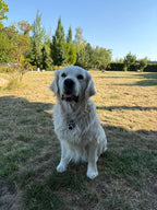 PetTap