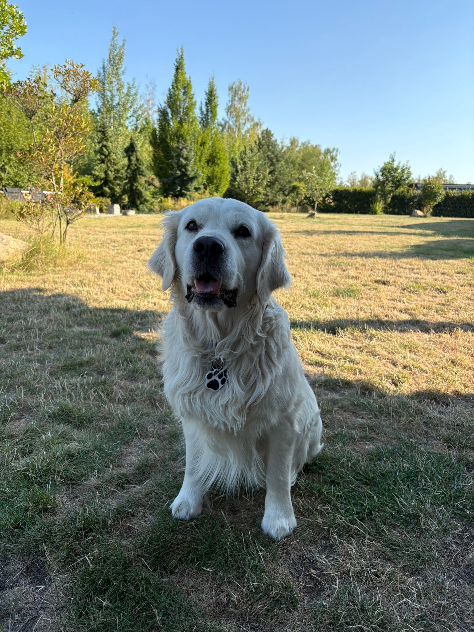 PetTap