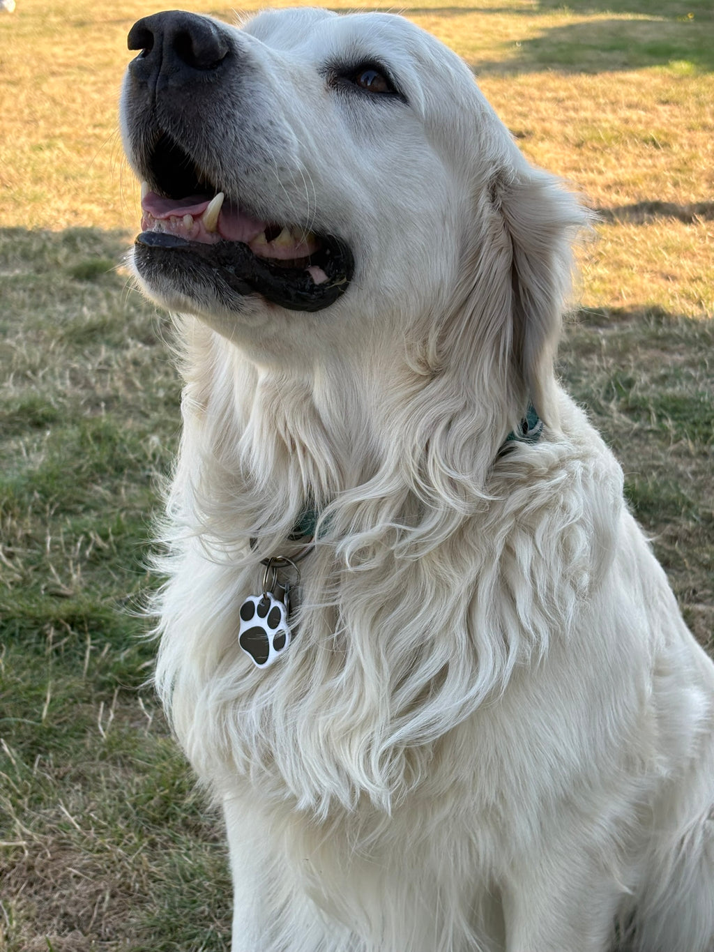 PetTap