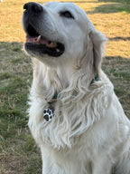 PetTap