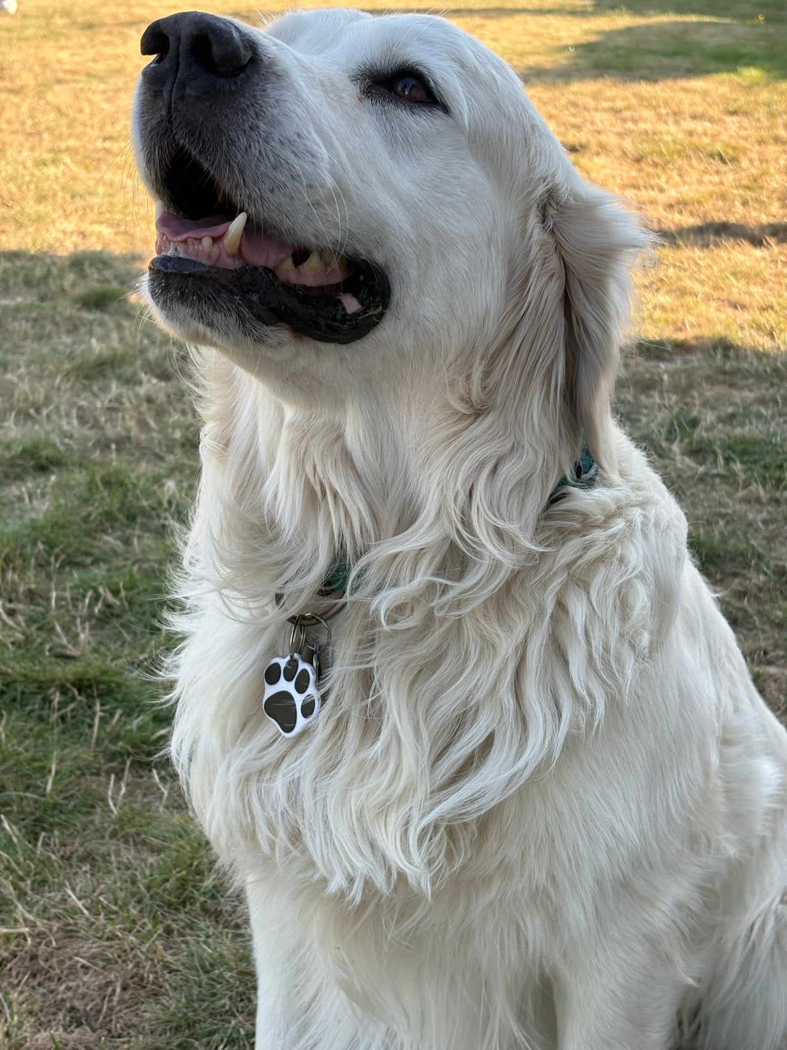 PetTap